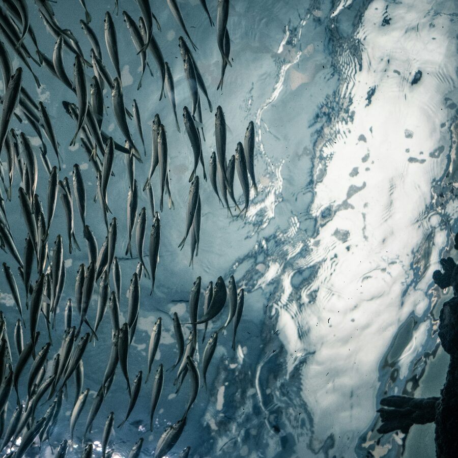 Banc de poissons